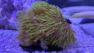 Green star polyps in the current