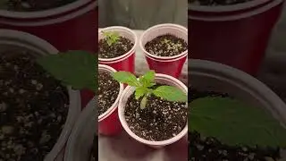 outdoor winter cannabis grow 2022