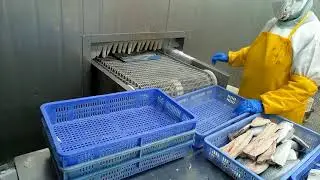 Atlantic Mackerel Fillet Processing 10   Kingsun Foods