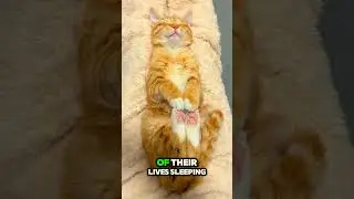 5 Shocking Cat Facts You Never Knew! 😲🐱