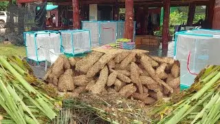 #สิ่งที่ต้องรู้สำหรับเลี้ยงตั๊กแตนมือใหม่!!เลี้ยงตั๊กแตนปาทังก้าเลี้ยงง่ายๆต้นทุน0บาทพร้อมอุปกรณ์