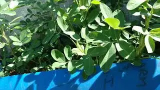 GROWING PEANUTS IN BLUE PLASTIC BARREL 55 GALLON  #SHORTS SUBSCRIBE