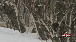 Rabbits are getting their fill of tree bark