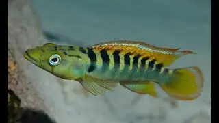 [ INCRÍVEL ] OS 10 PEIXES JACUNDÁS MAIS BELOS [ DESCUBRA ]