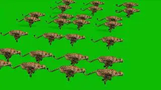 cheetah stampede Green Screen 4K