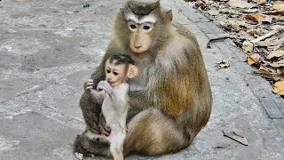 Beautiful lovely adorable baby monkey Rina most active playful, happy in life