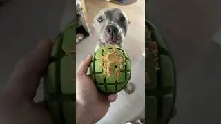 New Toy Time For Pits | #dogs #dog #toys #animals #best #pitbull #pitbulls #cute #shorts #love
