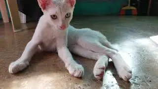 Odd-Eye Cat #shorts