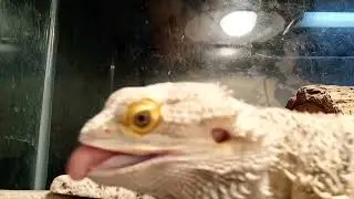 6 yr old Bearded dragon eating hornworm caterpillar.