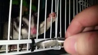 GLIDER SAFETY: Flight Cage Feeder Doors