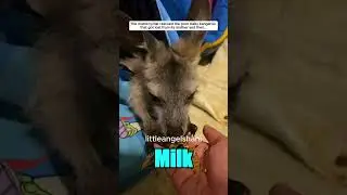 Kangaroo Rescue ❤️ | Heartwarming #Shorts
