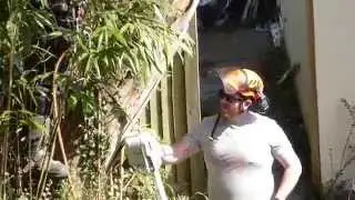 Eucalyptus tree cut down - Gary Letheren and Jason Deverill - Chainsaw  tree cutting -  Trj&aacute;klipping