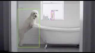 Flash Dog Ireland Object Detection