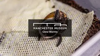 Manchester Museum: Glow Worms