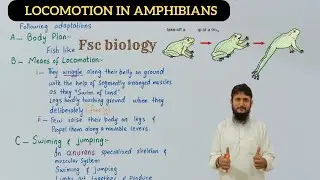 Locomotion in amphibians | Locomotion and skeleton in vertebrates | class 12