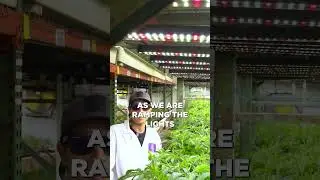 THC Design's Irrigation Process