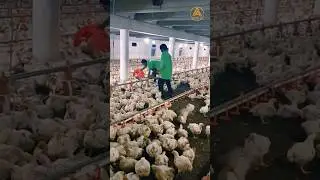 day 32 weight 🐓👏 #broilerchicken #shortsvideo #viral #poultry #shorts