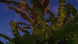 ASMR alam pedesaan dengan pemandangan sawah yang memanjakan
