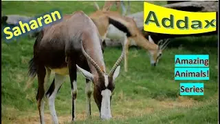 Addax facts 🦌 White Antelope 🦌 Screwhorn Antelope 🦌 Sahara favorites 🤩