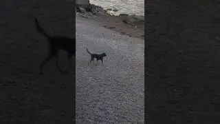 suicide dog