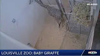LIVE: New baby giraffe at the Louisville Zoo
