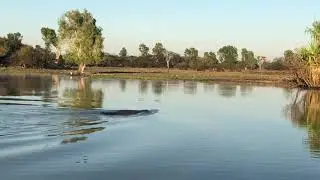 Water Buffalo swimming in Croc infested water