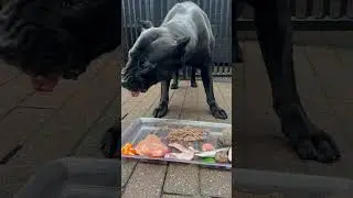Panther is not keen on the horse mince