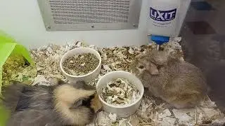 Guinea pigs at petco