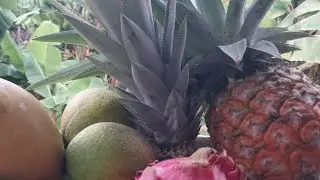 Plante e colha sempre 💕#frut&iacute;feras #chacara #horta