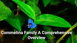 Commelina Family A Comprehensive Overview