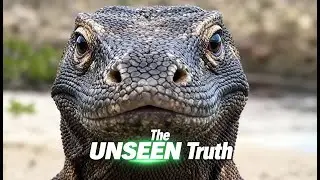 How a Komodo Dragon Dominates Its Entire Ecosystem