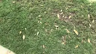 Treating Chinch Bugs in my Tahoma 31 Hybrid Bermuda Lawn #trending #lawncare #video #grass