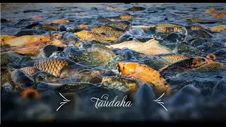 Taudaha - lake of fishes [kathmandu]