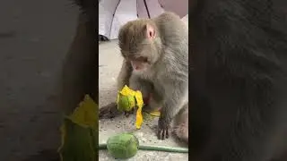 #monkey eating mango 🥭🥭#Balaji aa jao ek baar #shorts #youtubeshorts #monkey