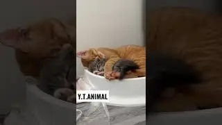 #animalsco #animals #cat