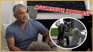 I meet two Poodles with Aggressive Behavior | Cesar 911