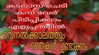 ബൊഗൈൻ വില്ല കമ്പുകൾ ഇങ്ങനെ നട്ടാൽ എല്ലാം പിടിച്ചു കിട്ടും||how to grow Bougainvillea plant malayalam