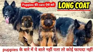 Long coat German shepherd puppies for sale | Best quality gsd puppies