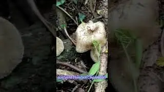 Lentinus#florescomestiveis  #ltoregistration #nature #shots