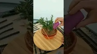 Acebuche Triple Tronco #shorts #acebuche #bonsai #bonsaitree #bonsaiworld #bonsais #vivebonsainatur