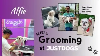 Before & After ✂️ | Alfie's Grooming Transformation #shihtzu #grooming #dog #funny #surat #justdogs