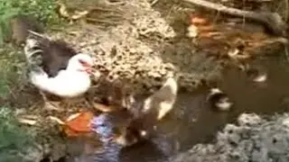 Duck Family Eats Bread in Miami's Fuchs Park Despite Thieving Ibis