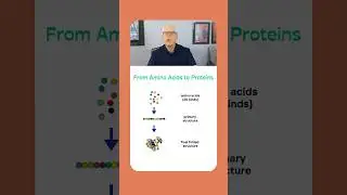 Protein Synthesis.