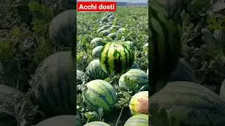acchi dosti