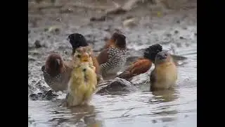 Karnala bird hide munia,baya weaver