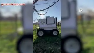 Üzüm bağlarında verim ve kaliteyi artıracak otonom robot geliştirildi