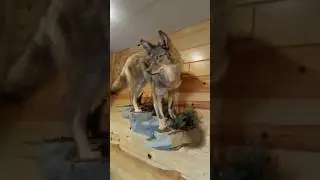 Statues of deer, wolf and real cat.. #shorts