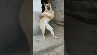 dog dance funny video #shorts #dog #shortvideo #ai