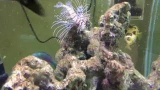 Predatory Marine Fish Feeding Time