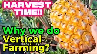 Why we do Vertical Farming? It's More Fun on Pineapple Harvest Time!!